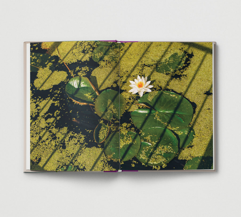 Flower.